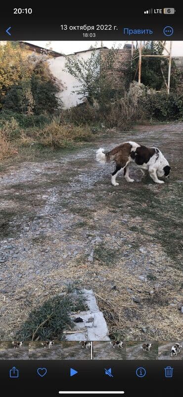 сколько стоит овчарка щенок: Меняю на Индюков Американский Сенбернар чистокровный Добрый умный — 6