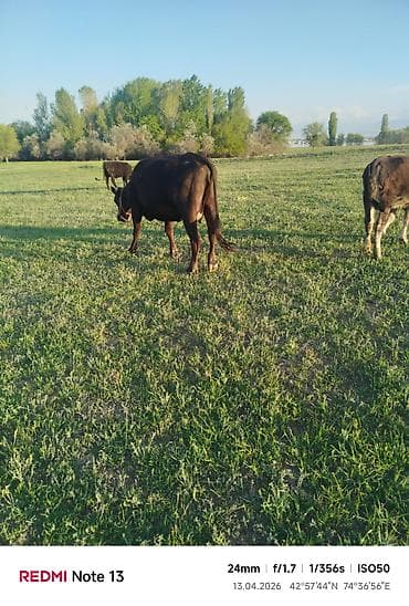 рыба гарбуша: Продаю | Корова (самка) | Для разведения | Привязанные — 9