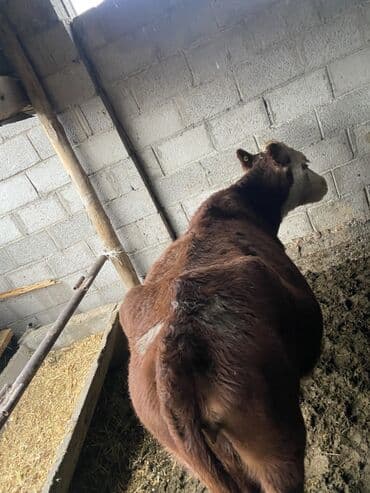 биогумус элек: Сатам | Уй (ургаачы) | Сүт алуу үчүн | Бооз — 1