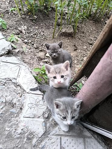 Мышыктар: Очаровательные котята, помёт из 4 малышей: - Окрас: серый с белым (два — 6