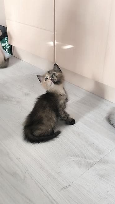 котята ош: Тайская, 1 месяц, Мальчик — 7