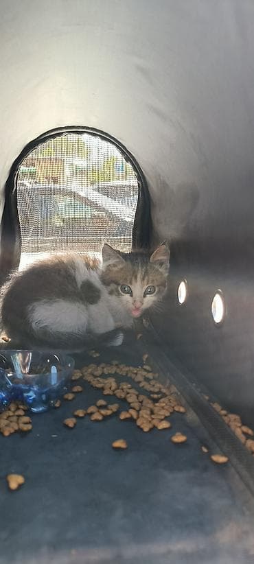 сухое молоко для котенка: Кошка даром: Беспородная, 1 месяц, Мальчик, Приучена к лотку — 2