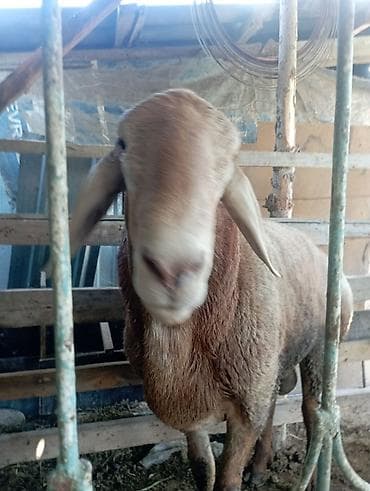Продаю | Овца (самка) | На забой at lalafo.kg Продаю | Овца (самка) | На забой