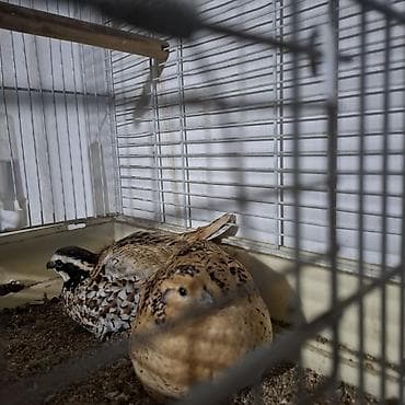 ракы: Вингирская курапатка 1500сом за пару,только начали нести яйца. - — 2