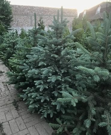 вешалка для костюма напольная деревянная: Саженцы деревьев: Туи, Платная доставка — 9