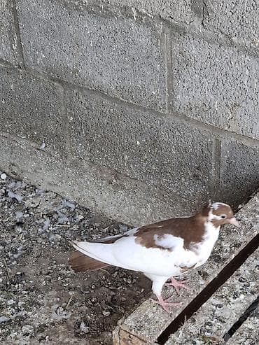 брама изабель: Голуби домашние, декоративно-летные породы, разного окраса. Описание — 6