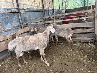 романовский порода: Продаю | Баран (самец) | Арашан | Для разведения | Племенные — 4