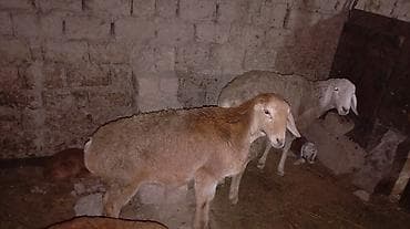 продаю гуся: Продаю | Овца (самка) | Для разведения | Матка — 2