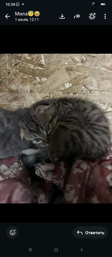 Үй жаныбарлары: Котенок 2мес кушает все игривый в лоток ходит весло ушка 1500с — 1
