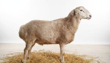 возьму собаку в добрые руки: Продаю | Баран (самец) | Арашан | Для разведения | Осеменитель — 1