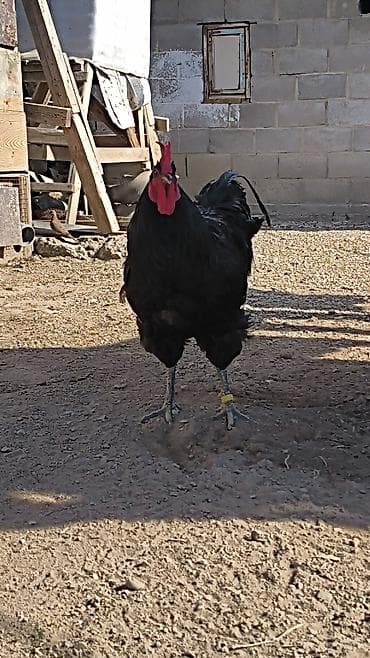 каракол животное: Сатам | Инкубацияланган жумурткалар | Дакан | Көбөйтүү үчүн — 2