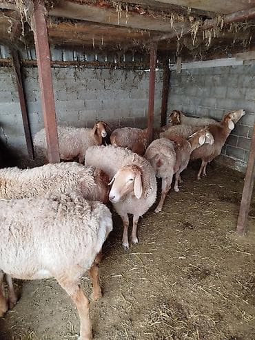 Продаю | Овца (самка) | На забой | Матка — 7