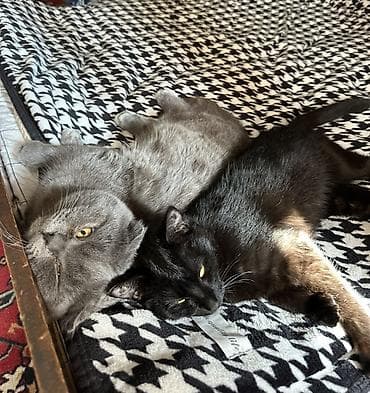 отдать кошку в приют бесплатно: Кошка даром: Скотиш Фолд (Шотландская вислоухая), 1 год, Мальчик, Приучена к лотку, Проглистована, С документами — 2