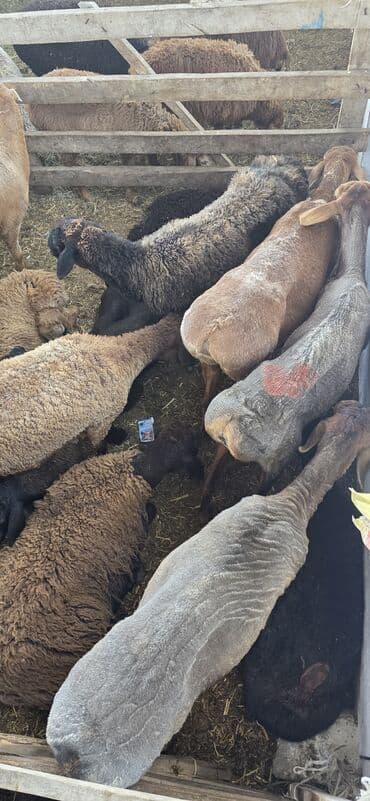 Продаю | Овца (самка), Ягненок, Баран (самец) | На забой, Для разведения