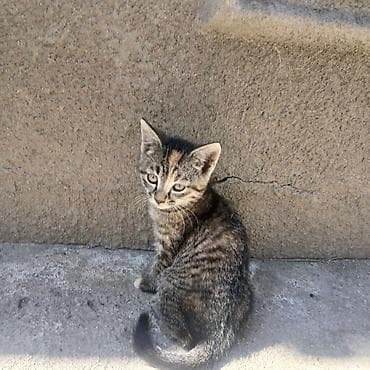 каракол кошка: Отдам котят в хорошие руки. Котята здоровые, к лотку приучены — 6