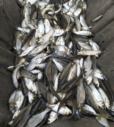 аквариум jebo: Продаю малёк
Карп 
Сазан
Белый Амур 
Толстолоб 
В любом количестве — 2