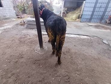 Собаки: Продаю | Бык (самец) | На откорм | Привязанные — 4