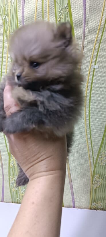 куплю йоркширского терьера: Шпиц, 1 месяц, Самец — 2