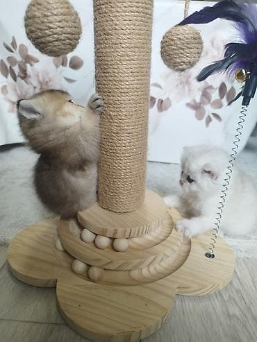 кошка скотиш: Открыли бронь на наших шотландских котят 🐾 Малышам уже 1 месяц, растут — 1