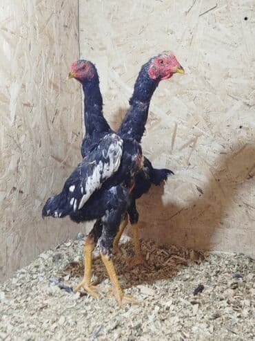 ит сатылат: Дакан жожо короздор сатылат 3 штук бар алмашу жолдору бар адрес Заря — 4