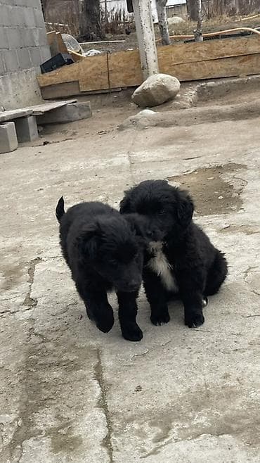 Услуги ветеринара: Щенки метисы, черные пушистые, с белыми отметинами на груди и лапках — 4
