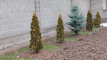 туи ели: Саженцы деревьев: Туи — 1