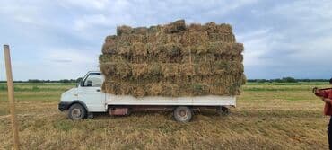 унаа базар бишкек: Жеңил жүк ташуучу унаа, Iveco, Стандарт, Колдонулган — 2