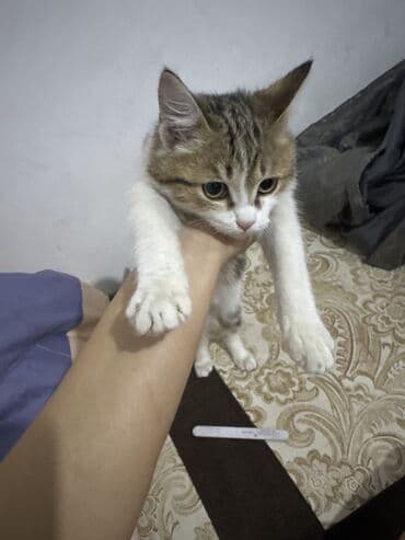 где можно купить котят в бишкеке: Кошка даром: Беспородная, 2 месяца, Мальчик, Приучена к лотку, Проглистована — 3