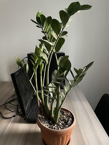 ред: Замиокулькас (Zamioculcas zamiifolia) в пластиковом горшке с поддоном — 1