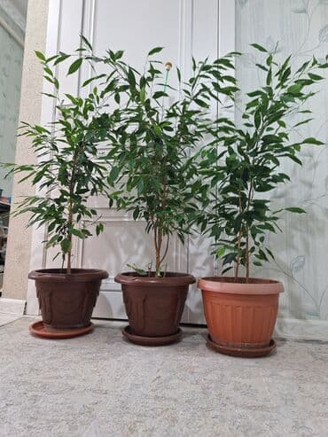 фикус пальма: Срочно срочно не дорого каждая по 1100 сомов. Продаю комнатные — 4