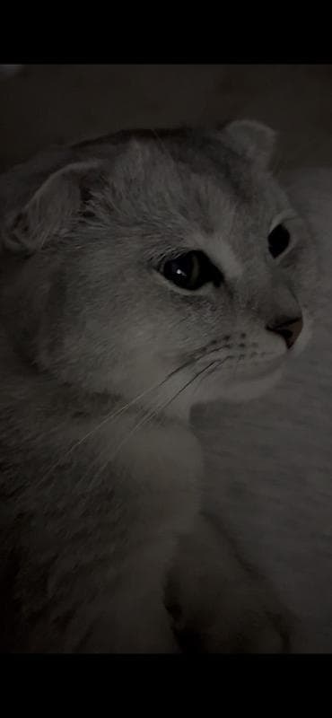 корниш рекс цена: Шотландский вислоухий котёнок (Scottish Fold), окрас серебристый — 9