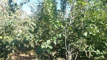 срочно продаю дом начала маевка: Дача, 35 кв. м, 3 бөлмө — 11