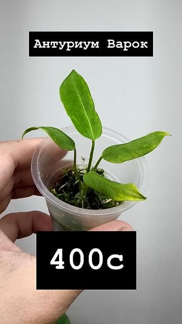 баа: Антуриум Кристаллинум (Anthurium crystallinum) На фото указаны — 5