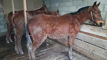 животные собака: Ушул эки тай сатылат жакшы тайлар 75миңден сурап жатам сүйлөшүү жолу — 1