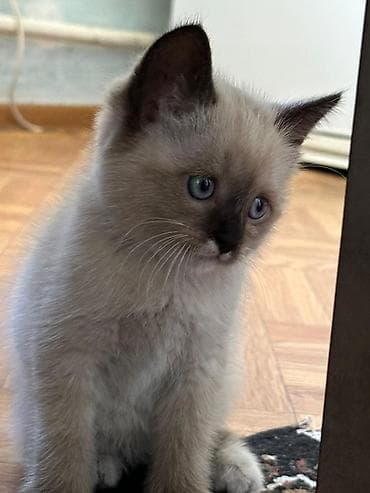 дом для кош: Рэгдолл, 2 месяца, Мальчик, Приучена к лотку — 2