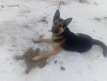 растение для аквариума: Овчарка, 1 год, Самец, С прививкой — 2