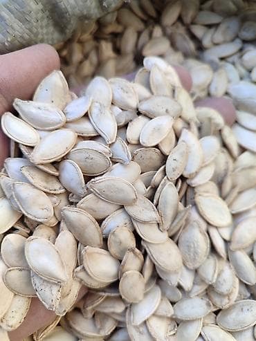 семена огурцов: Тыквенные семечки (неочищенные, крупные) - Натуральные семена тыквы — 2