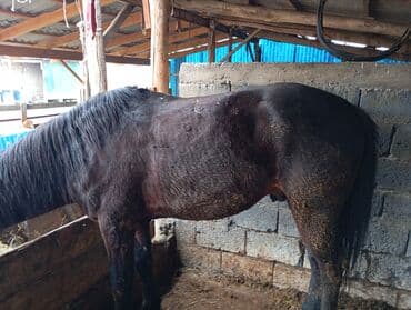 бычылган ат: Сатам | Байтал | Жумушка — 3