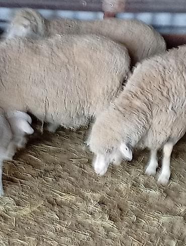 белый мёд: Продаю | Овца (самка) | Для разведения | Матка — 1