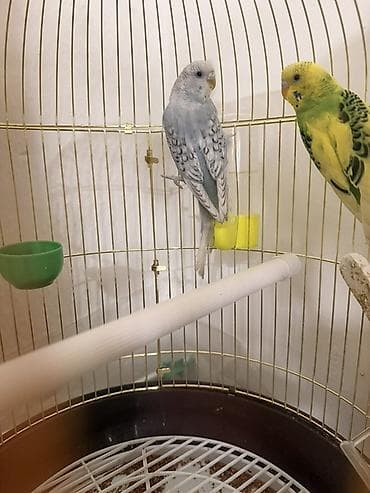 Волнистые попугайчики с клеткой и аксессуарами. Описание: - Пара