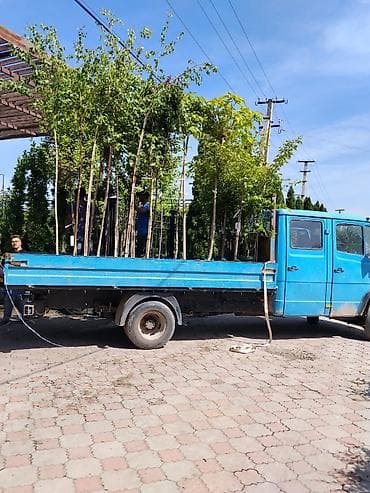 Буйрутма берүү Мерседес Гигант, Жүк ташуучу жумушчусу менен
