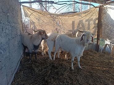 гусиный яйца: Продаю | Коза (самка) | Для разведения — 5