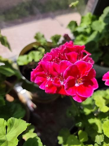 фиалку: Фиалки (сенполии) и герань (пеларгония) в горшках — комнатные цветущие — 4