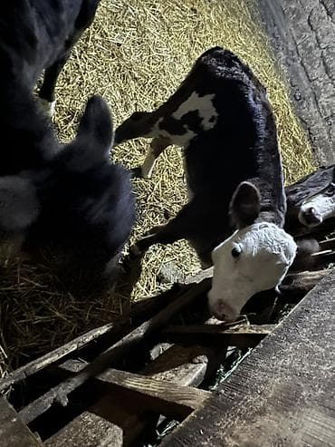 продаю бычки: Продаю | Музоо, торпок | На откорм — 6