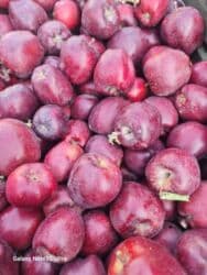 садовый вар бишкек: Яблоки оптом сорт крипсон зимние с темно-фиолетовыми (почти черными) — 9
