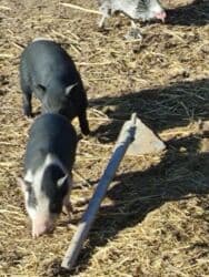 домик для кот: Продаю | Поросенок | Вьетнамская вислобрюхая | Для разведения | Племенные — 9