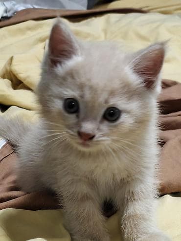 Отдаю котят в добрые руки Котята домашние, от одной кошки-первокотки