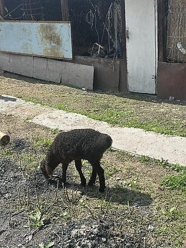 алабай сучка: Продаю | Овца (самка) | Для разведения | Матка — 4