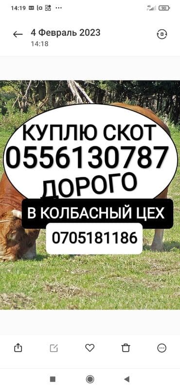 Куплю | Коровы, быки, Лошади, кони | Круглосуточно, Любое состояние, Забитый at lalafo.kg Куплю | Коровы, быки, Лошади, кони | Круглосуточно, Любое состояние, Забитый