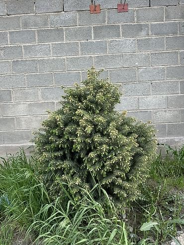 свечка: Ель (вероятно, канадская/серая, Picea glauca), компактная — 2